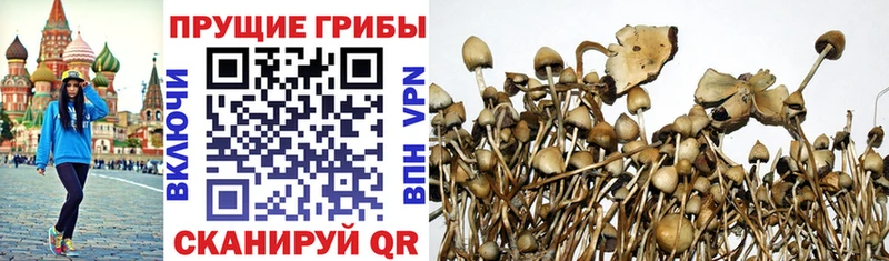 мега зеркало  Энем  Псилоцибиновые грибы Psilocybine cubensis 